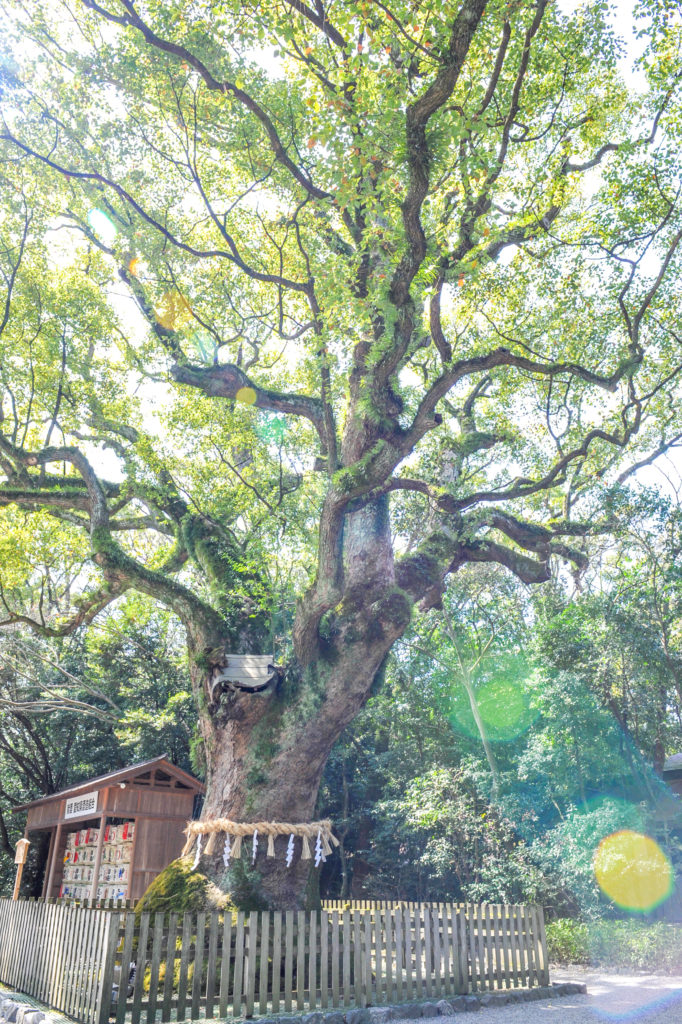 熱田神宮の大楠の木